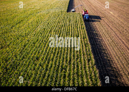Landwirtschaft, Maisernte. Kombinieren Sie, Harvester Werke durch ein Maisfeld. Die Silage wird direkt in einen Anhänger gepumpt. Stockfoto