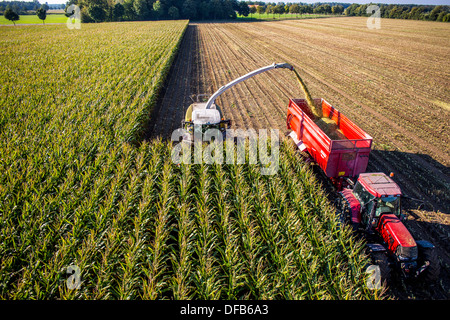 Landwirtschaft, Maisernte. Kombinieren Sie, Harvester Werke durch ein Maisfeld. Die Silage wird direkt in einen Anhänger gepumpt. Stockfoto