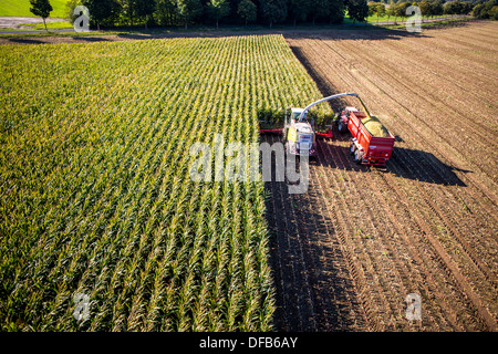 Landwirtschaft, Maisernte. Kombinieren Sie, Harvester Werke durch ein Maisfeld. Die Silage wird direkt in einen Anhänger gepumpt. Stockfoto