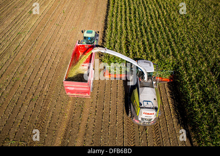 Landwirtschaft, Maisernte. Kombinieren Sie, Harvester Werke durch ein Maisfeld. Die Silage wird direkt in einen Anhänger gepumpt. Stockfoto