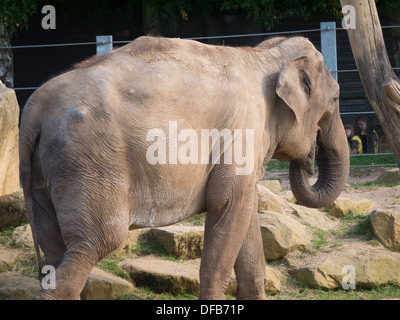 Ein asiatischer Elefant (Elephas Maximus) im Twycross Zoo, Tamworth, Vereinigtes Königreich. Stockfoto