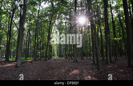 Sonne durch Bäume in einem englischen Wald shinning Stockfoto