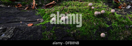 Puffball Pilze wachsen auf einem gefallenen Moos bedeckt Baum Stockfoto