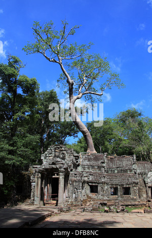 Ta Prohm Tempel in Angkor, Siem Reap, Kambodscha Stockfoto