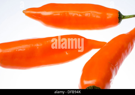 Peruanische gelbe Paprika (Capsicum Baccatum). Stockfoto