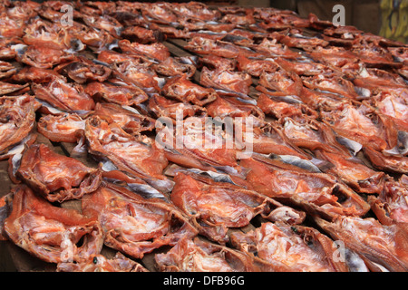 Getrocknete Fische in Kambodscha Stockfoto