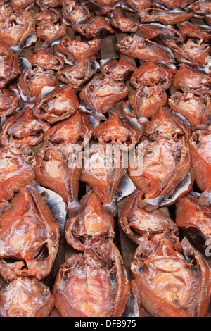 Getrocknete Fische in Kambodscha Stockfoto