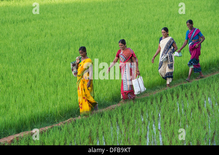 Indische Frauen in bunten Saris zu Fuß entlang einem Reisfeld. Andhra Pradesh, Indien Stockfoto