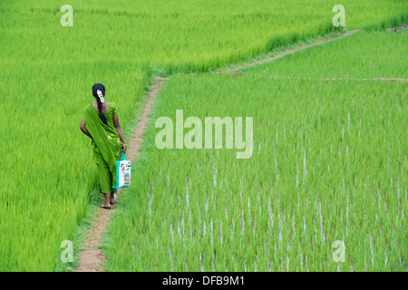 Indische Frau trägt einen grünen Sari zu Fuß entlang einem Reisfeld. Andhra Pradesh, Indien Stockfoto