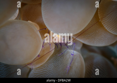 Blase korallene Garnelen in der Blase Korallen. Lembeh Strait, Indonesien Stockfoto