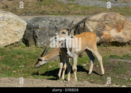 Ein paar gemeinsame Elands. Stockfoto