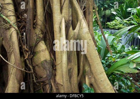 mächtigen Luftwurzeln von riesigen Ficus-Baum mit grünen tropischen Wald hinter. Dies ist Ficus Kerkhovenii (Johore Abb.) Baum. Stockfoto