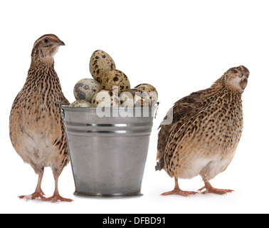 Japanische Wachteln auf weißem Hintergrund. Ein Vogel, der den goldenen Eiern legt. Stockfoto