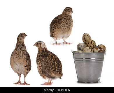 Japanische Wachteln auf weißem Hintergrund. Ein Vogel, der den goldenen Eiern legt. Stockfoto