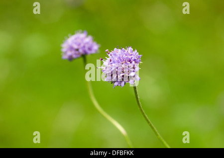 Devil's Bit Witwenblume - Succisa pratensis Stockfoto