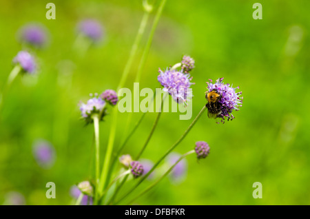 Devil's Bit Witwenblume - Succisa pratensis Stockfoto