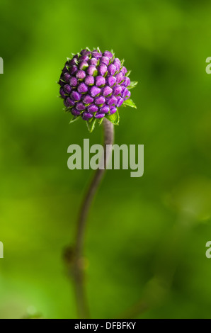 Devil's Bit Witwenblume - Succisa pratensis Stockfoto