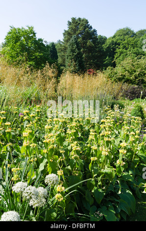 Stipa Gigantea und Phlomis in einen Rahmen Stockfoto