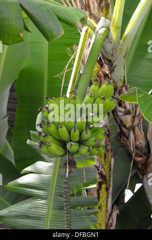 Bündel Bananen in einer Bananenplantage Madeira Portugal Stockfoto