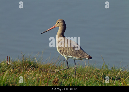 Black-tailed Godwits Limosa Limosa Fütterung am Ufer des Küsten-Pools Stockfoto