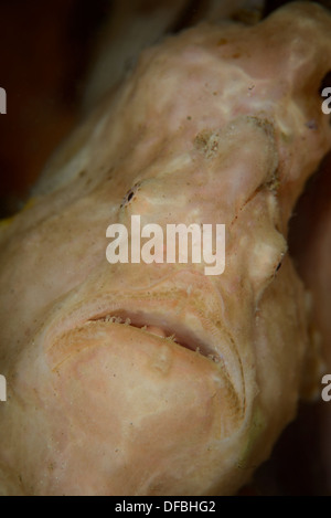 Porträt der gelben Riesen Anglerfisch (Antennarius Commersoni). Lembeh gerader Indonesien Stockfoto