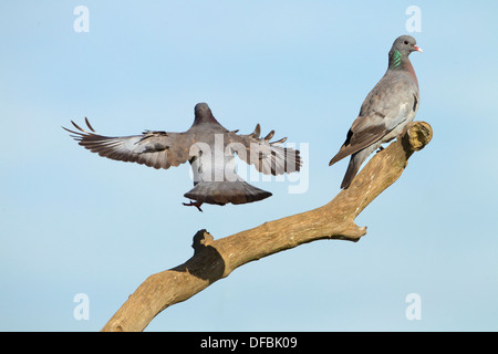 Hohltauben Columba Oenas ein paar thront auf alte Eiche Ast Stockfoto