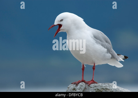 Rot-billed Gull Stockfoto