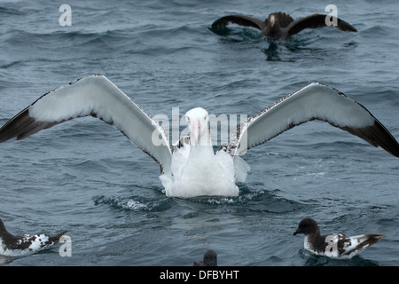 Ein Wanderalbatros, ein riesiges Petrel und Cape Sturmvögel Stockfoto