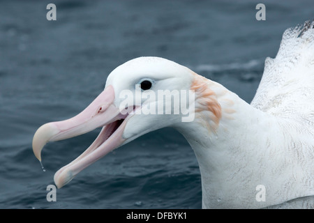 Ein Wanderalbatros in Nahaufnahme Stockfoto