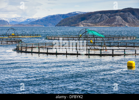 Norwegische Fischfarm für Lachs wächst im fjord Stockfoto