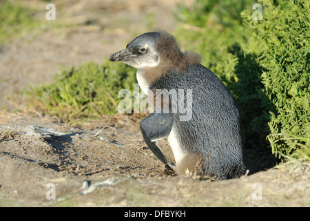 Afrikanische Pinguin (Spheniscus Demersus) juvenile Häutung in Erwachsene Gefieder, Simons Town, Western Cape, Südafrika Stockfoto