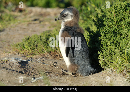 Afrikanische Pinguin (Spheniscus Demersus) juvenile Häutung in Erwachsene Gefieder, Simons Town, Western Cape, Südafrika Stockfoto