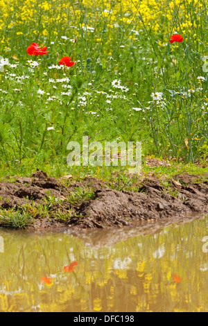 Mohnblumen, Margeriten und gelben Raps Blumen spiegelt sich in einer Pfütze an einem hellen Sommertag. Stockfoto