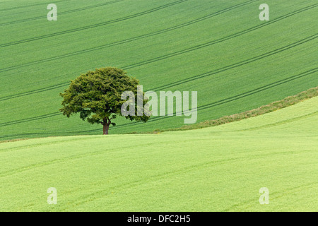 Ein einsamer Stieleiche Baum zwischen grünen Wiesen in den South Downs National Park in Hampshire, England. Stockfoto