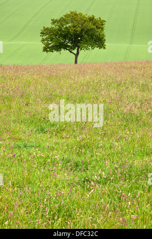 Ein einsamer englische Eiche Baum auf einem Hügel innerhalb der South Downs National Park in Hampshire, England. Stockfoto