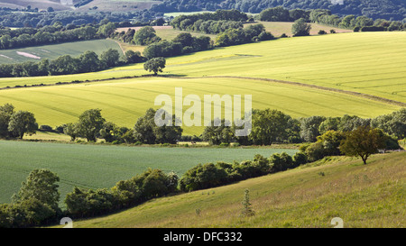 Blick über die Felder von Butser Hill, South Downs National Park, Hampshire, UK. Stockfoto