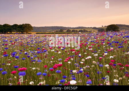 Rot weiß und blau Kornblumen wachsen in einem Hampshire Feld auf einen Sommerabend im Juli Stockfoto