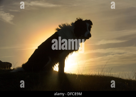 Ein Border Colie Hintergrundbeleuchtung von der untergehenden Sonne in nebligen Zahlungsmodalitäten. Stockfoto