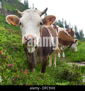 Alpine Kühe (Bos Primigenius Taurus) mit Hörnern in den italienischen Alpen Stockfoto