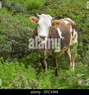 Biologische Tierhaltung mit Kuh (Bos Primigenius Taurus) auf einer Alm in den Alpen Stockfoto