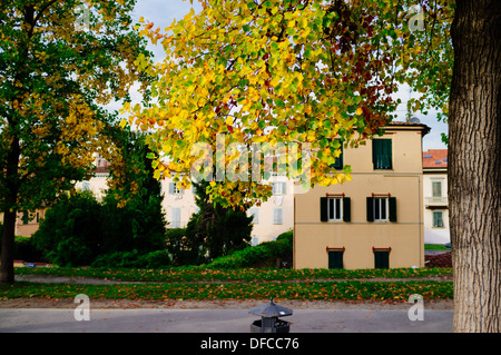 Autumnal trees - Lucca, Italy Stockfoto