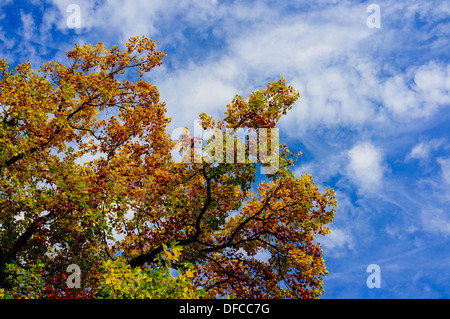 Autumnal trees - Lucca, Italy Stockfoto