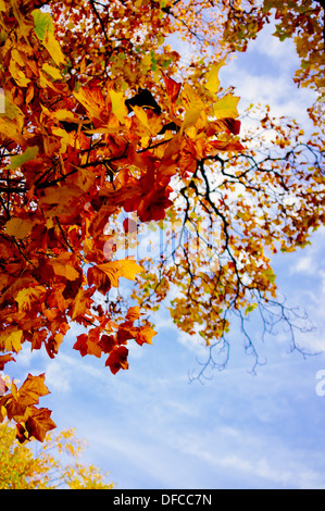 Autumnal trees - Lucca, Italy Stockfoto