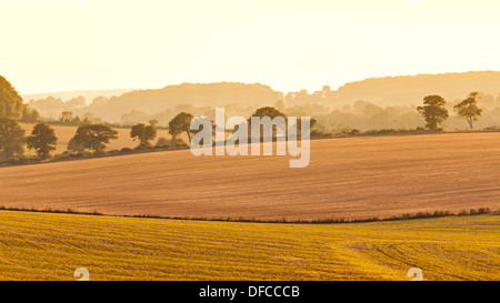 Blick über Felder auf den South Downs in Hampshire Stockfoto