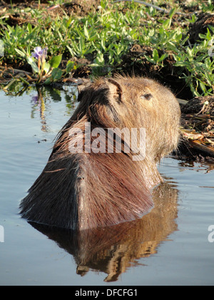 Ein Capybara, der weltweit größten Arten von Nagetieren, Schwimmen in einem See in den Ibera Feuchtgebieten im Norden von Argentinien Stockfoto