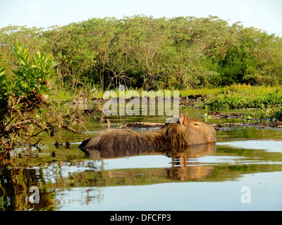 Ein Capybara, der weltweit größten Arten von Nagetieren, Schwimmen in einem See in den Ibera Feuchtgebieten im Norden von Argentinien Stockfoto