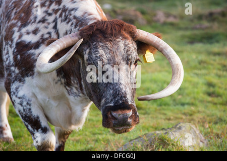 Eine englische Longhorn Kuh auf dem Leuchtfeuer, Leicestershire, UK. Stockfoto