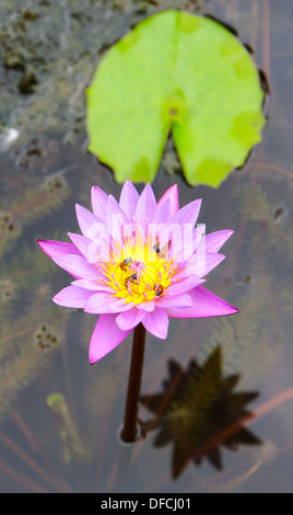 Biene auf lila lotus Stockfoto