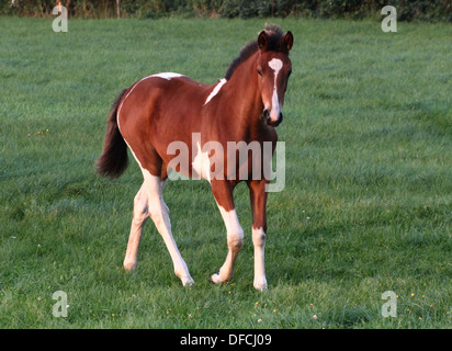 Nahaufnahme von einer schönen jungen braun-weiße Fohlen auf einer Wiese an einem Sommerabend Stockfoto