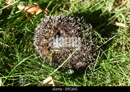 Nahaufnahme eines westlichen Igels (Erinaceus Europaeus) alle oben in einer Kugel gerollt Stockfoto